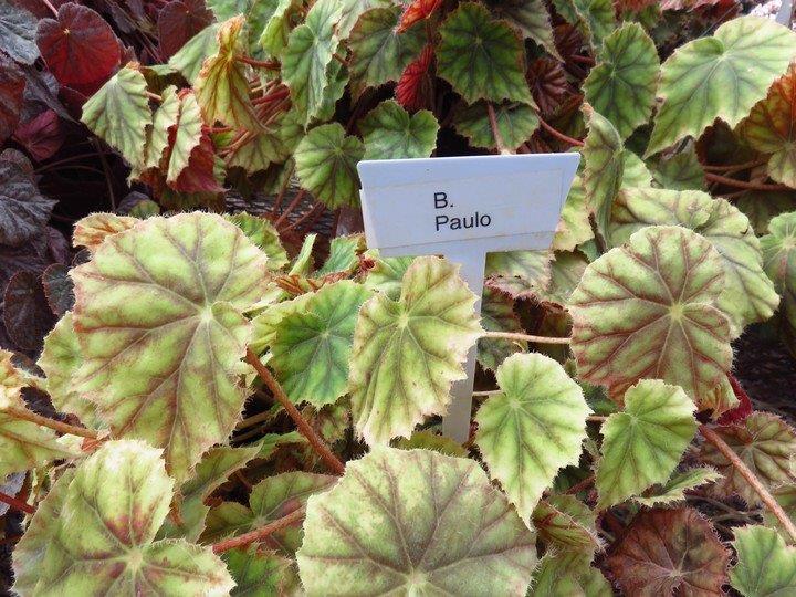 B. ‘Paulo’